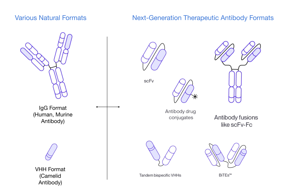 Natural and engineered antibody architectures, including the full-length IgG and compact scFv formats studied here.
